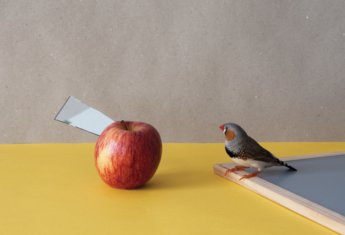 Bird with apple